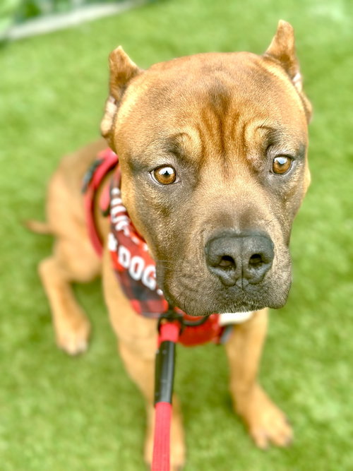 LUCKY - Boxer available for adoption