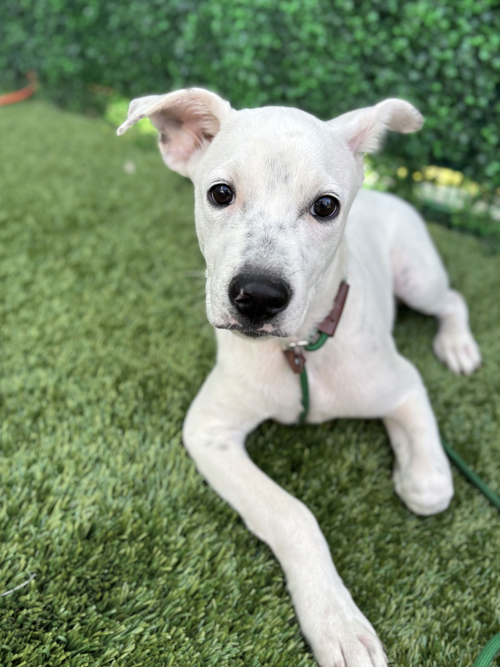 adoptable Dog in San Diego, CA named Lolo