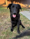 adoptable Dog in  named Wona