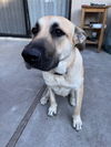 adoptable Dog in  named Momma Bear