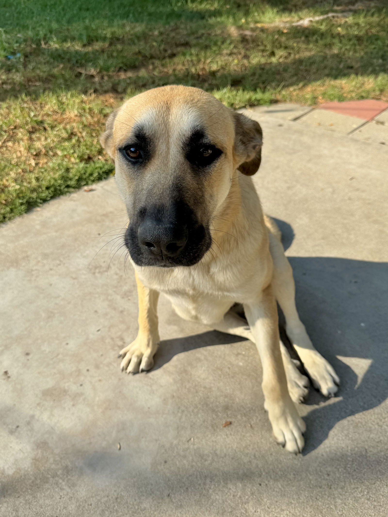 adoptable Dog in San Diego, CA named Momma Bear