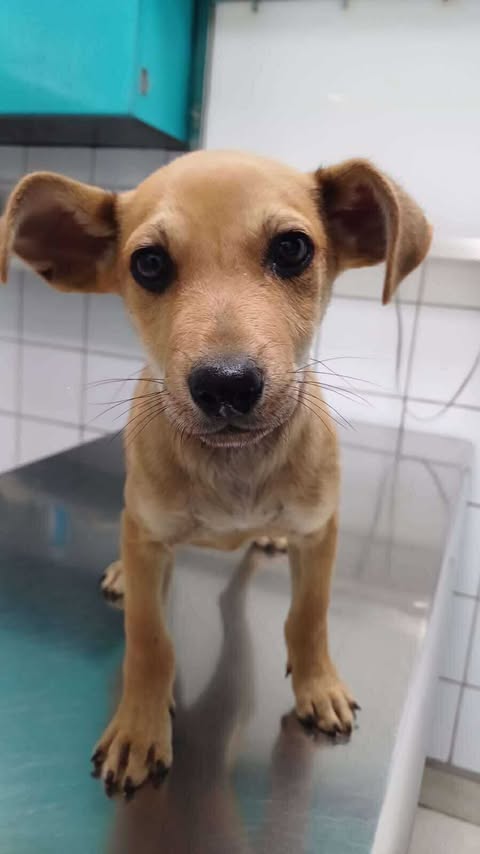 adoptable Dog in San Diego, CA named Jax