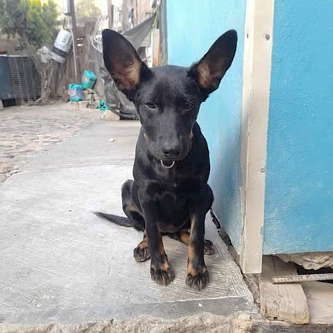 KITTY - German Shepherd Dog / Dachshund available for adoption