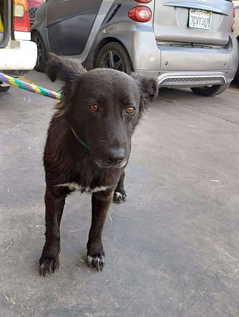 adoptable Dog in San Diego, CA named Mila