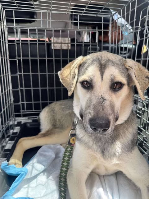 adoptable Dog in San Diego, CA named Maddex