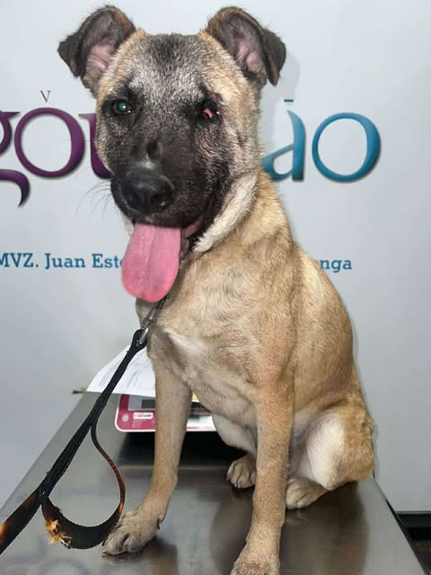 adoptable Dog in San Diego, CA named Evee