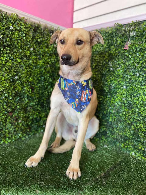 adoptable Dog in San Diego, CA named Winston