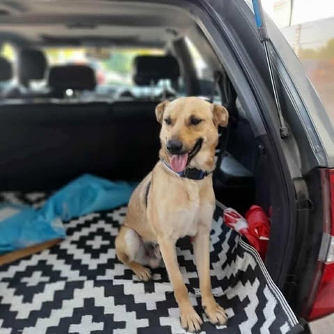 WINSTON - German Shepherd Dog available for adoption