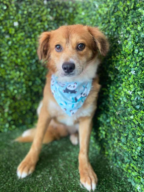 adoptable Dog in San Diego, CA named Oakley