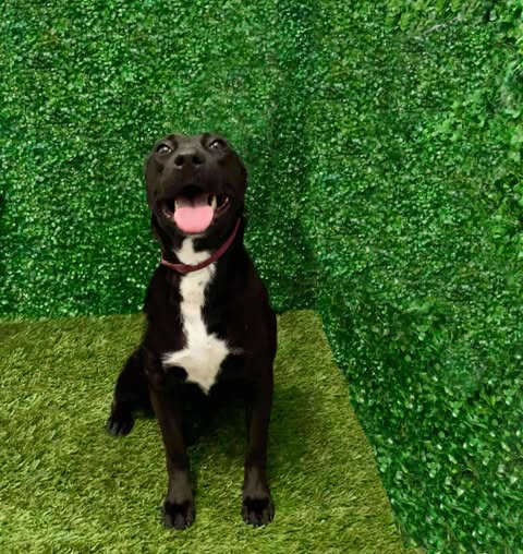 adoptable Dog in San Diego, CA named Tess