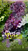 Tess