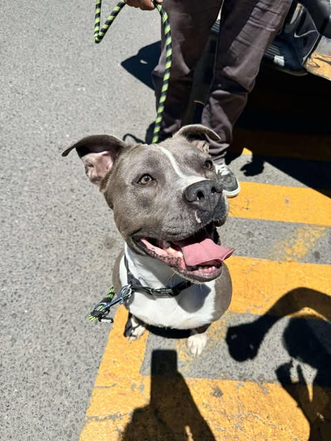 adoptable Dog in San Diego, CA named Valentina