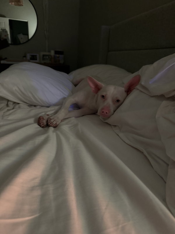 Georgie