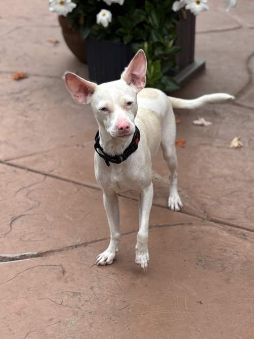 picture of the dog needing adoption