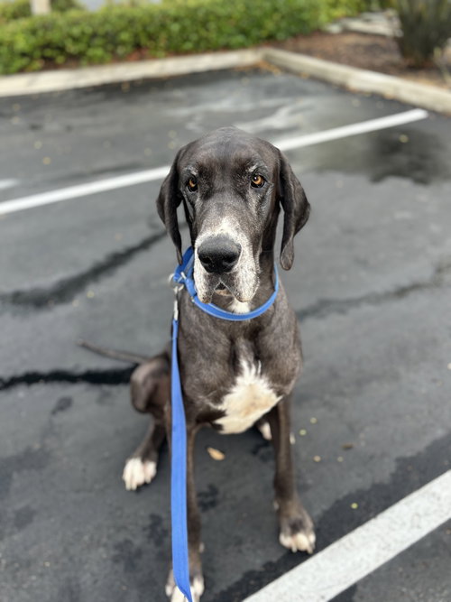 picture of the dog needing adoption