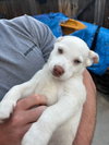 Frankie - Photo 6