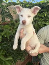 Frankie - Photo 5