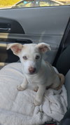 Frankie - Photo 4