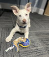 Frankie - Photo 2