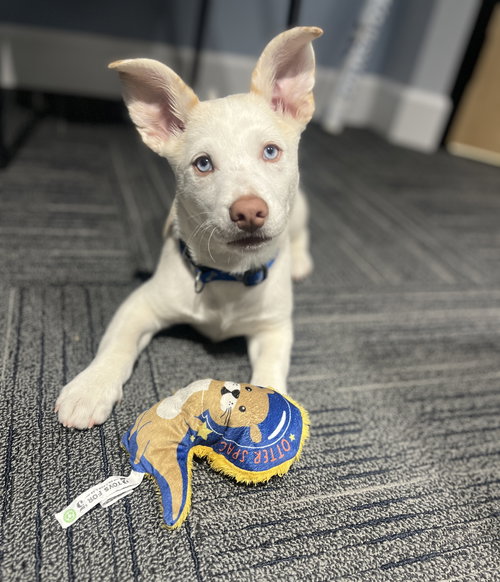 FRANKIE - Terrier available for adoption