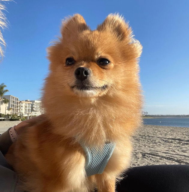 Dog for Adoption - Taylor Swift, a Pomeranian in La Mirada, CA | Alpha Paw