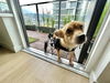 adoptable Dog in Langley, BC named DODIE - Tripaw, Spec needs -sf