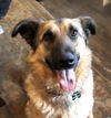 adoptable Dog in , BC named ANNIE OAKLEY (local) no walk