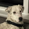 adoptable Dog in , BC named HANA - local  - sf