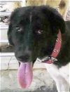adoptable Dog in  named SOBA (Nono) - LOCAL -  sf