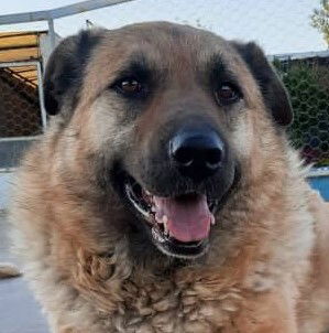 adoptable Dog in Langley, BC named Sahra (LOCAL) kt/bn