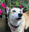 adoptable Dog in Langley, BC named DARLA (LOCAL) kt