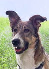 adoptable Dog in , BC named REESE - (local) so sweet (sf) tripaw