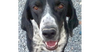adoptable Dog in  named CARSON (Turkey) kt