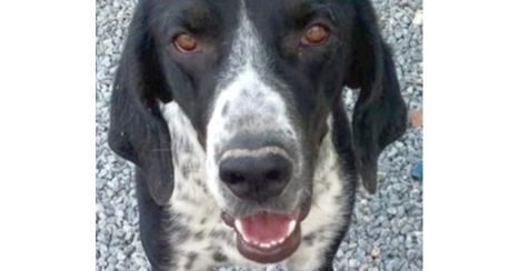 CARSON (LOCAL) KT - German Shorthaired Pointer available for adoption