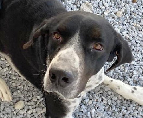 CARSON - PENDING ADOPTION -  KT