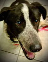 adoptable Dog in Langley, BC named LIZELLE -Local (Alberta) Spec Needs, yo