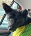 adoptable Dog in , BC named OLIVIA-LOCAL (Okanagan) kt Bond w/Orio