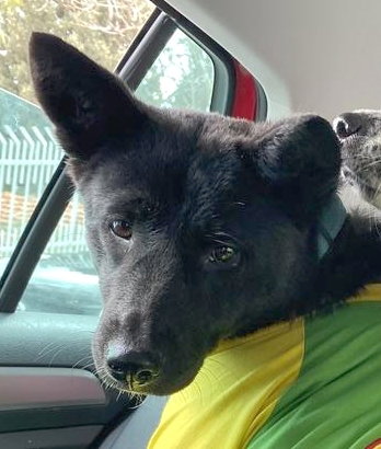 OLIVIA (LOCAL) SF BONDED W/ ORIO - Spitz available for adoption