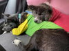 OLIVIA (Local) SF bonded w/ Orio - Photo 2