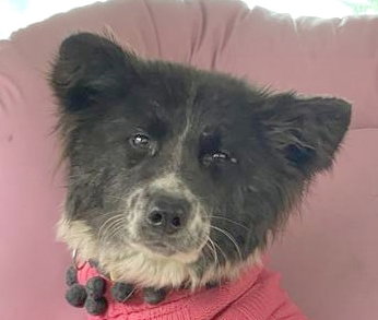 ORIO (LOCAL) SF BONDED W/ OLIVIA - Border Collie / Spitz available for adoption
