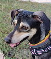 adoptable Dog in  named PEONY (kt) LOCAL