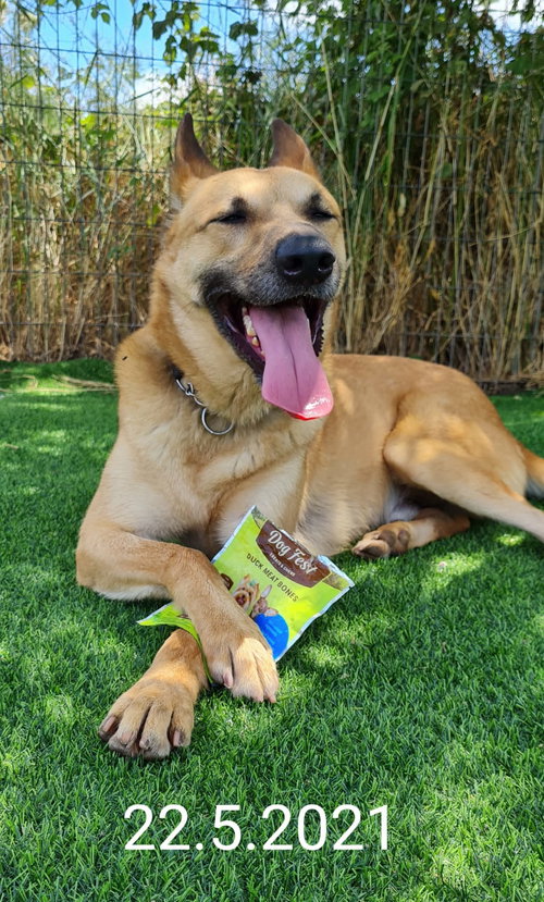 MARLIN (ISRAEL) SV - German Shepherd Dog / Canaan Dog available for adoption