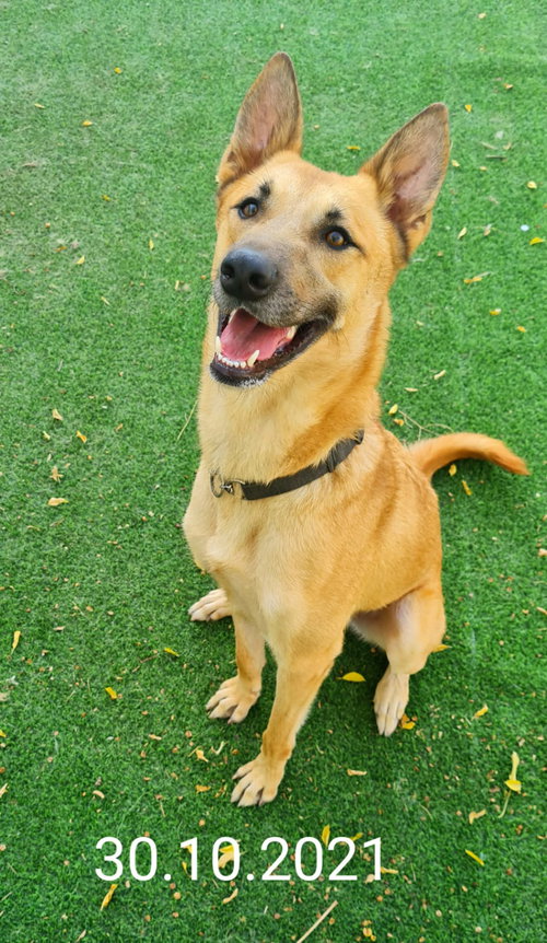 MARLIN (ISRAEL) SV - German Shepherd Dog / Canaan Dog available for adoption
