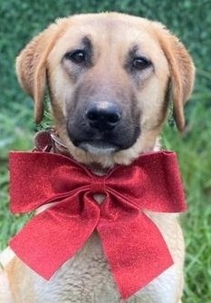 adoptable Dog in Langley, BC named BRYNN (Turkey) kt
