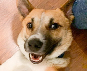 BENNY BOY (LOCAL) - KT - Corgi / Canaan Dog available for adoption