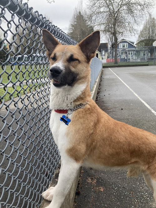 BENNY BOY (LOCAL) - KT - Corgi / Canaan Dog available for adoption