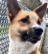 BENNY BOY (local) - kt - Photo 3