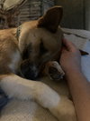 BENNY BOY (local) - kt - Photo 4
