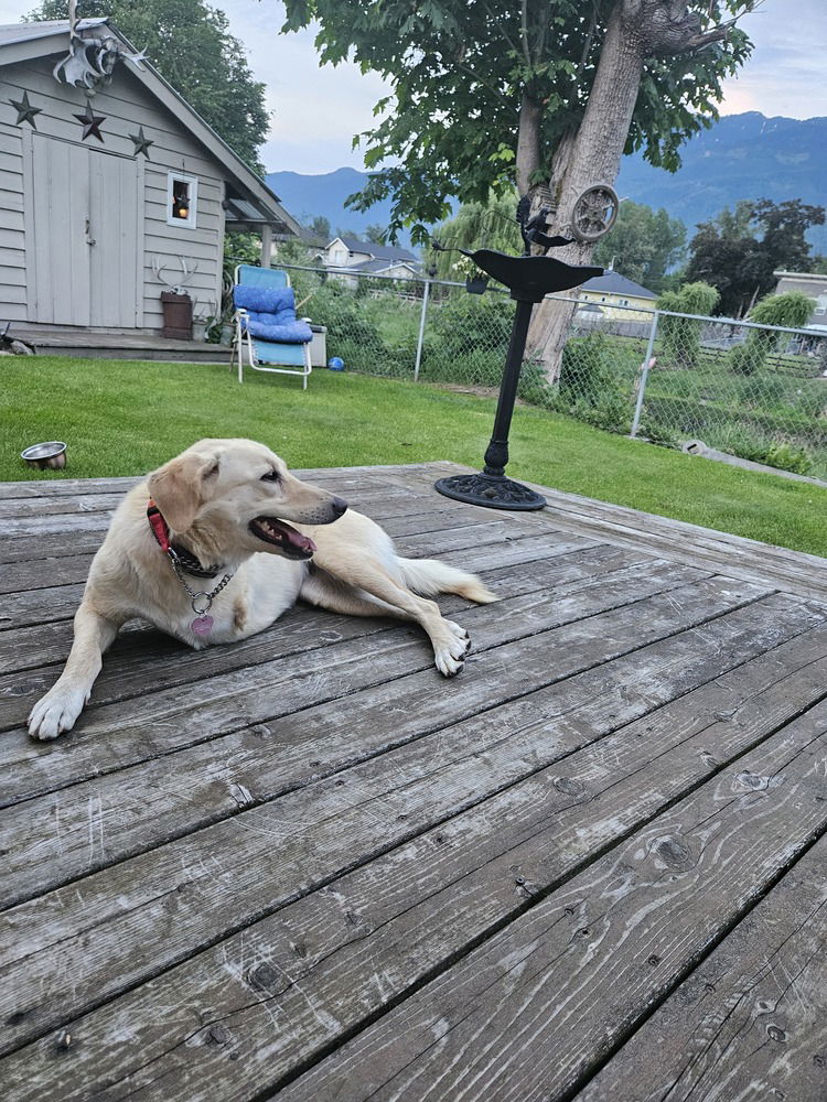 adoptable Dog in Langley, BC named Creamy (local) KP/KT