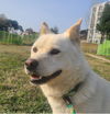 adoptable Dog in Langley, BC named Sweetie (S. Korea) hz